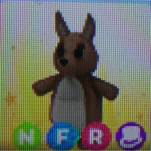 NFR KANGAROO