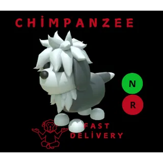 English Sheepdog NR