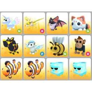 BUNDLE PET X12
