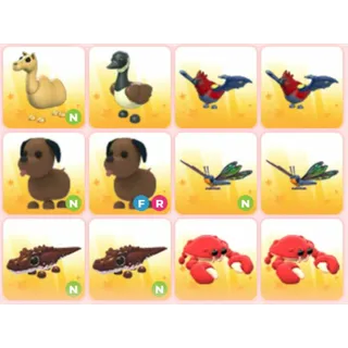 BUNDLE PET X12