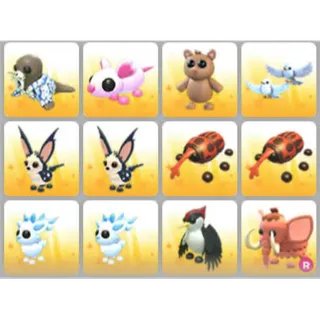 BUNDLE PET X12
