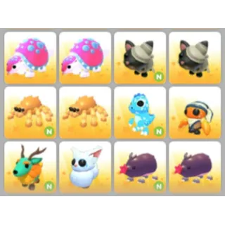 BUNDLE PET X12