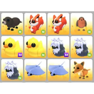 BUNDLE PET X12