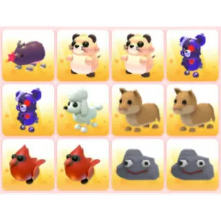 BUNDLE PET X12