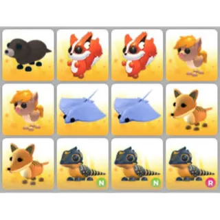 BUNDLE PET X12