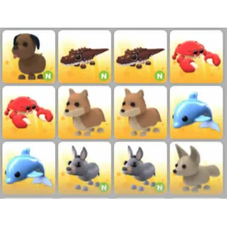 BUNDLE PET X12