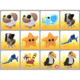 BUNDLE PET X12