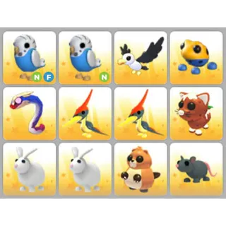 BUNDLE PET X12