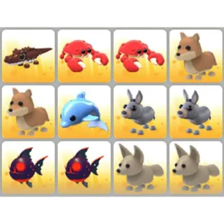BUNDLE PET X12