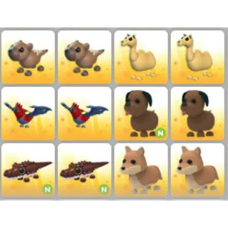 BUNDLE PET X12