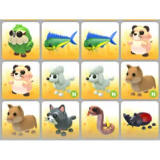 BUNDLE PET X12