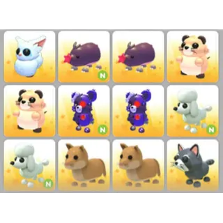 BUNDLE PET X12