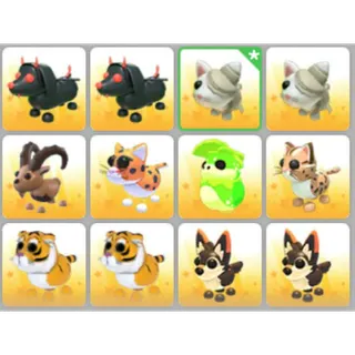 BUNDLE PET X12
