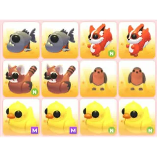 BUNDLE PET X12