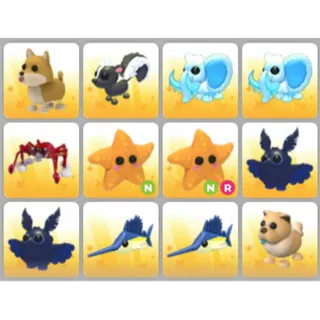 BUNDLE PET X12