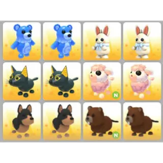 BUNDLE PET X12