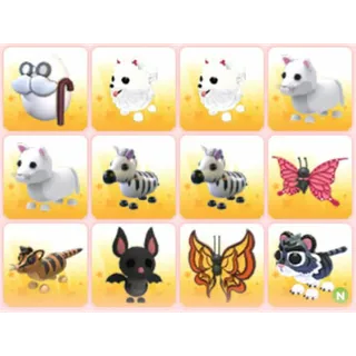 BUNDLE PET X12