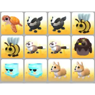BUNDLE PET X12
