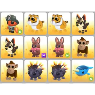 BUNDLE PET X12