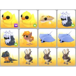 BUNDLE PET X12