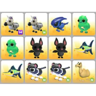 BUNDLE PET X12