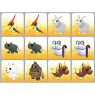 BUNDLE PET X12