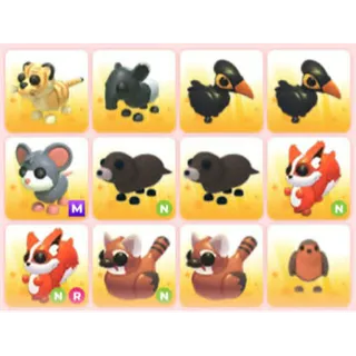 BUNDLE PET X12