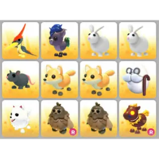 BUNDLE PET X12