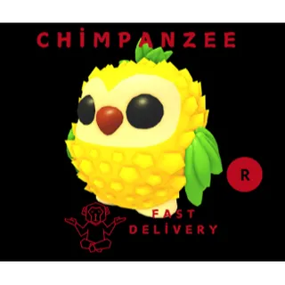 Pineapple Owl R