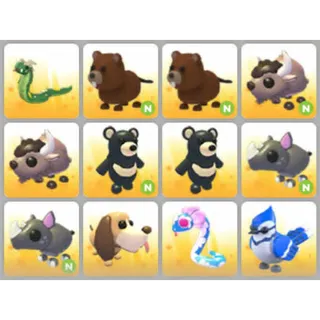 BUNDLE PET X12