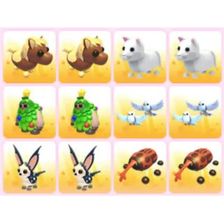 BUNDLE PET X12