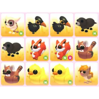BUNDLE PET X12