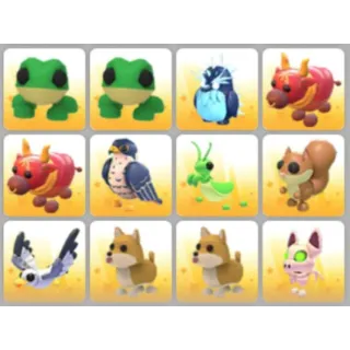 BUNDLE PET X12