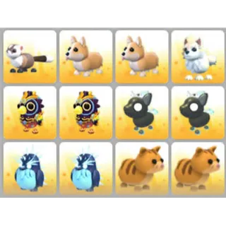 BUNDLE PET X12