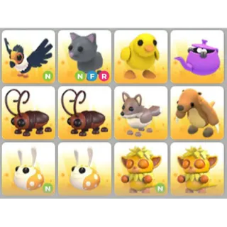 BUNDLE PET X12