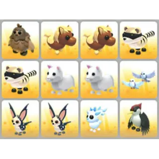 BUNDLE PET X12