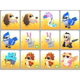 BUNDLE PET X12