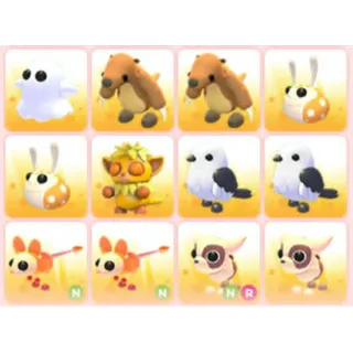 BUNDLE PET X12