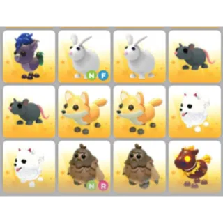 BUNDLE PET X12