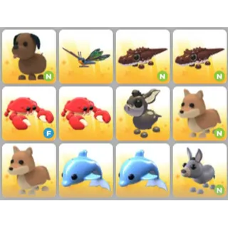 BUNDLE PET X12