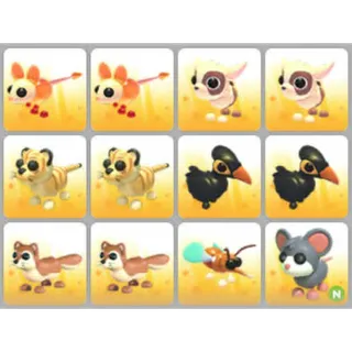 BUNDLE PET X12