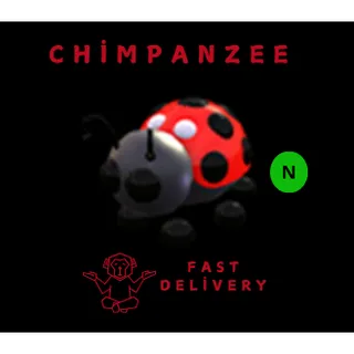 LADYBUG NEON