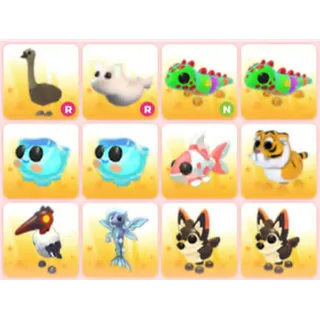 BUNDLE PET X12