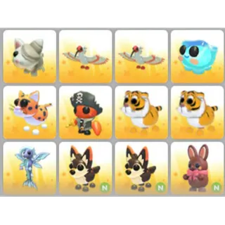 BUNDLE PET X12