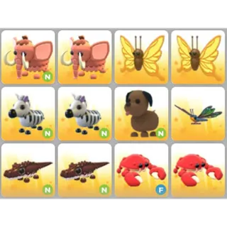 BUNDLE PET X12