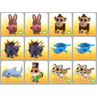 BUNDLE PET X12