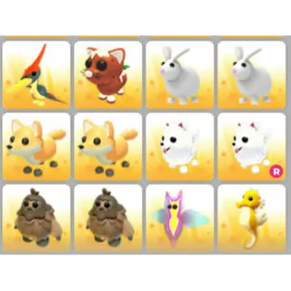 BUNDLE PET X12