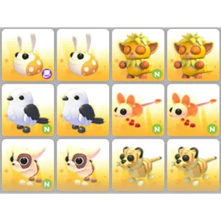 BUNDLE PET X12