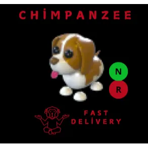 springer spaniel brown NR