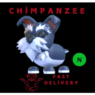 Mini Schnauzer NEON